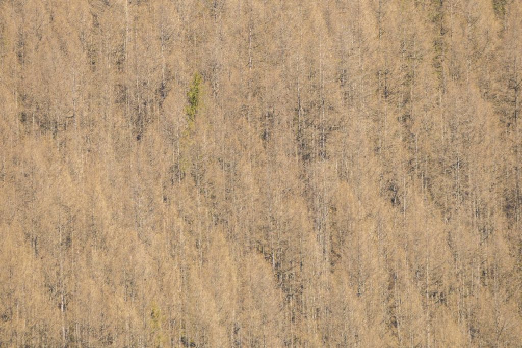 Mŕtva časť lesa. Fotograf Branislav Bruder